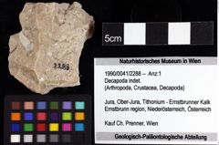 Foto (Objket + Etiketten) von Decapoda indet. 